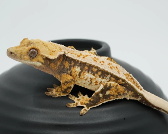 Protégé X Haiku - Drippy Tricolor - Crested Gecko