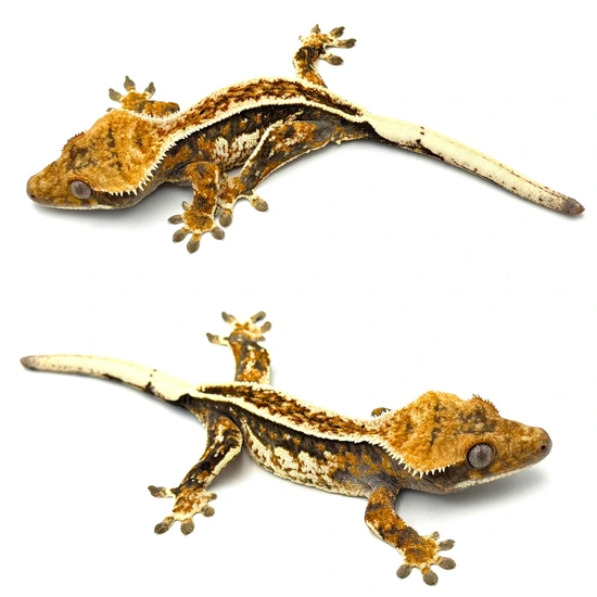 Tricolor Pinstripe Crested Gecko