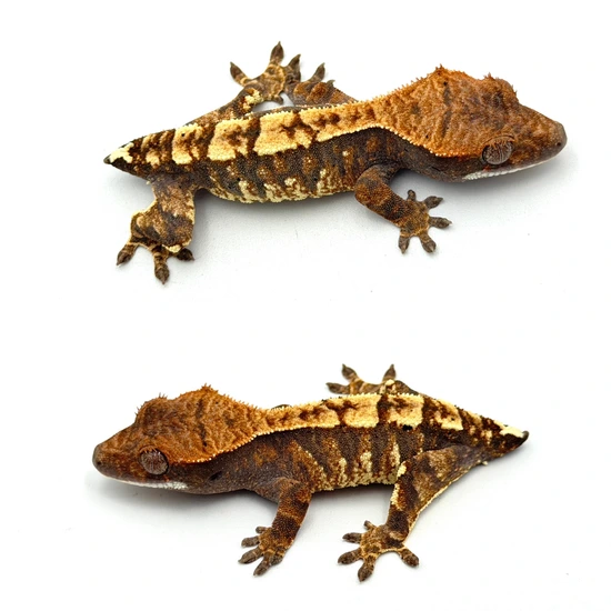 Dark Tricolor Pinstripe Cappuccino Crested Gecko