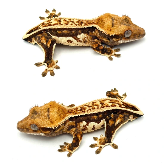 Whitewall Harlequin Pinstripe Crested Gecko