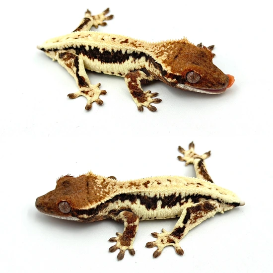 Frappuccino Crested Gecko