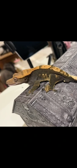 RTB Soft Scale 100% Het Axanthic - Crested Gecko