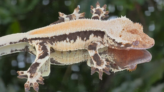 Tangy Lillywhite - Crested Gecko