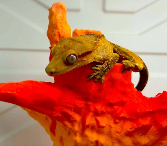 2025 Male Phantom W/portholes - Crested Gecko