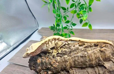 Tara Leigh's Production Dark Red And Cream Harlequin With White Spots No Reserve Auction - Crested Gecko