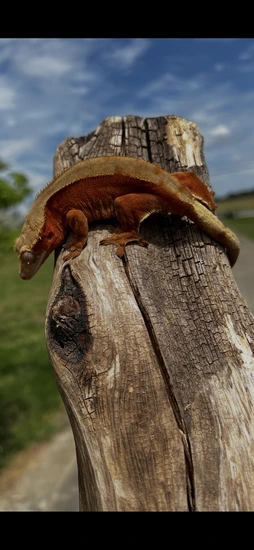 RTB 🔥Bicolor Red Phantom - Crested Gecko