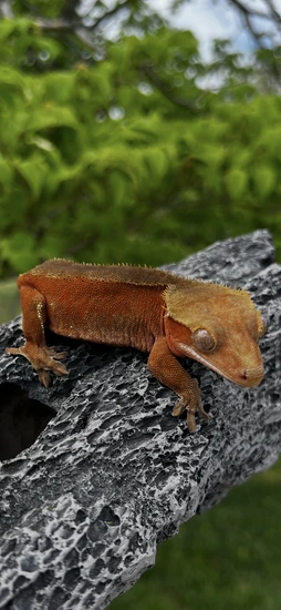 🚨High Red Bicolor Phantom 🚨 - Crested Gecko
