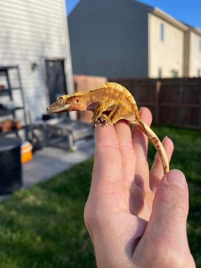 Red Harlequin Yellow Base BXB242 - Crested Gecko