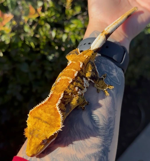 No Trades/no Extra Pics- Insane Tricolor - Crested Gecko