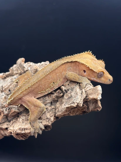 Red Phantom SS - Crested Gecko
