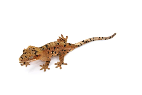 Barrel X Sapphire Superdal Girl - Crested Gecko