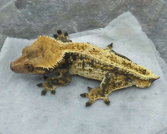High White Tricolor - Crested Gecko