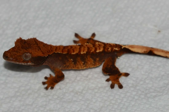 Halloween Crested Gecko