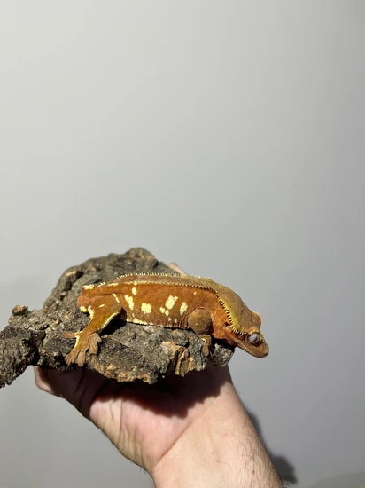Red Port Hole - Crested Gecko