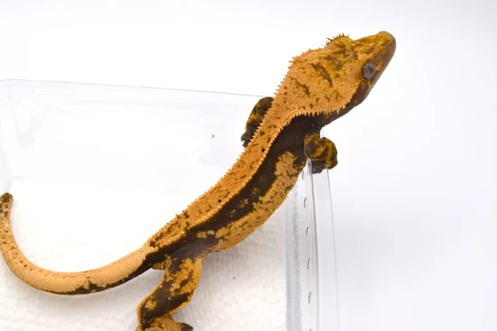 Sweet Tangerine Pin - Crested Gecko