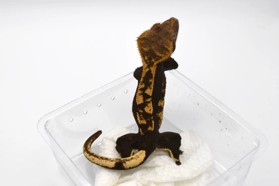 Het Empty Back - Crested Gecko
