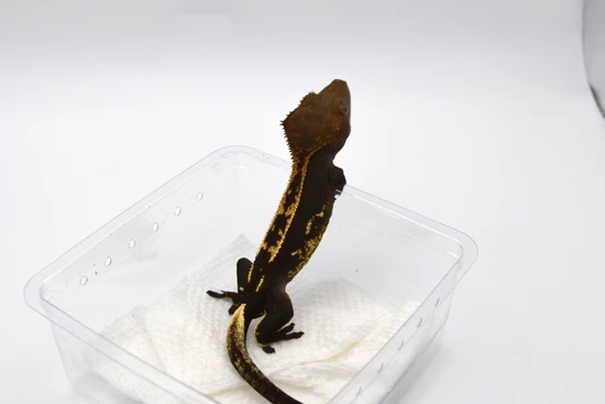 Het Empty Back - Crested Gecko