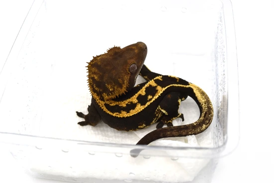 Het Empty Back - Crested Gecko