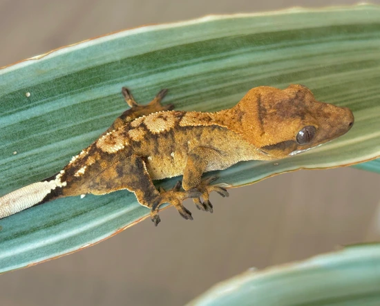 Brass Knuckles - Crested Gecko