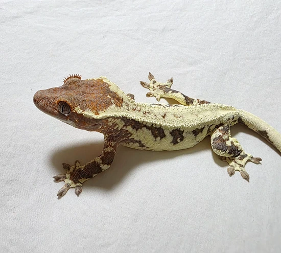 Red Base Frappuccino Female 28g - Crested Gecko