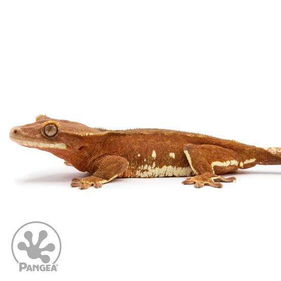 Female Red Flame Crested Gecko Cr-2478