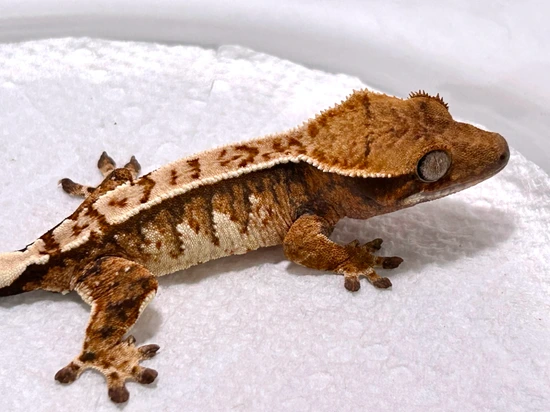Smokeshow X Opal A17 - Crested Gecko