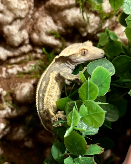 Dark Based Harlequin - Crested Gecko