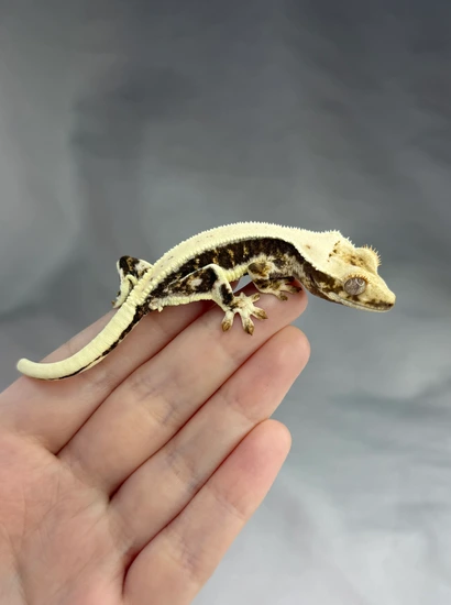 High Coverage Lilly White - Crested Gecko