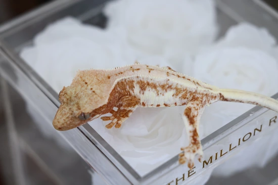 NPV - Narcissus X Cinny Roll [LW - Crested Gecko