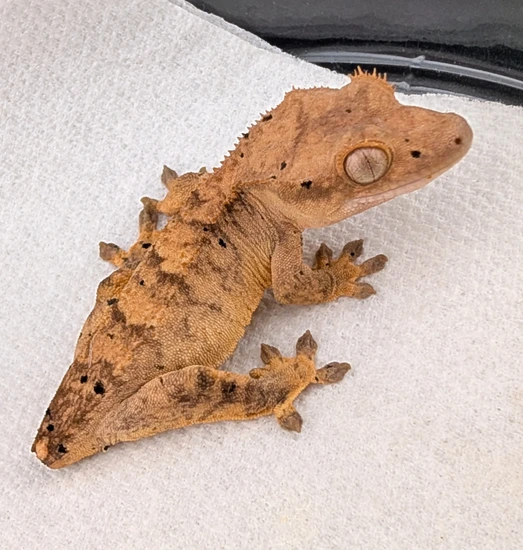 CBRL7--Tiger - Crested Gecko