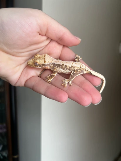 Lilly White - Crested Gecko
