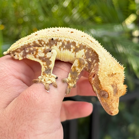 Lilly White - Crested Gecko