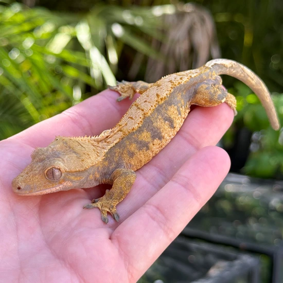 Hypo Tangerine (Possible Pixel) - Crested Gecko
