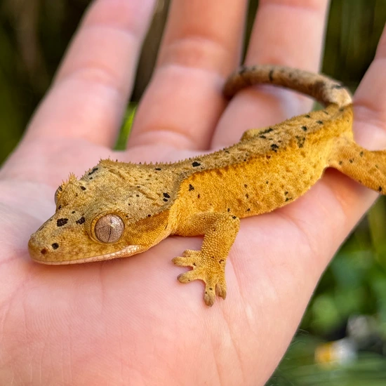 Ink Spot Dalmatian - Crested Gecko