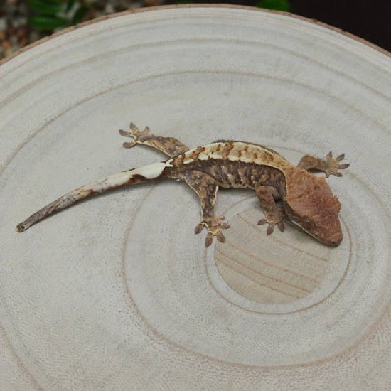 Nice Capp - Crested Gecko