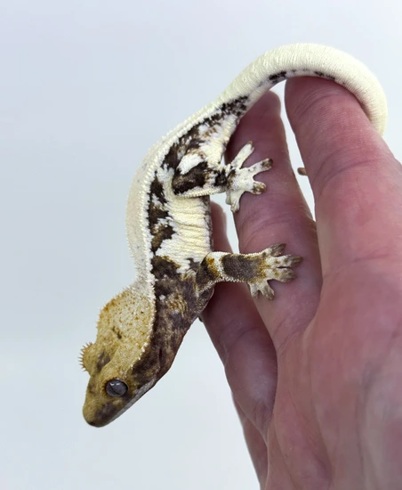 Quila And Totoe•01 - Crested Gecko