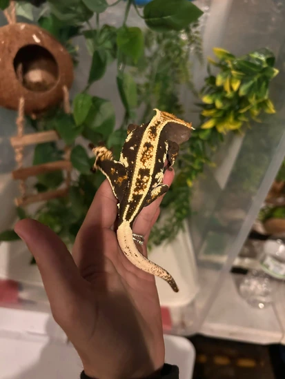 Empty Back - Crested Gecko