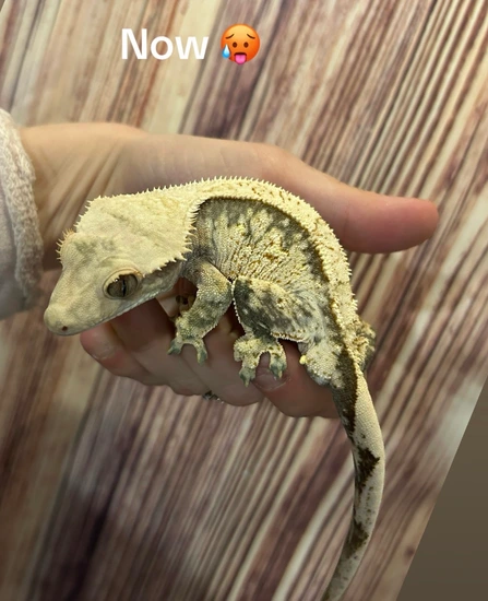 Extreme Harlequin - Crested Gecko