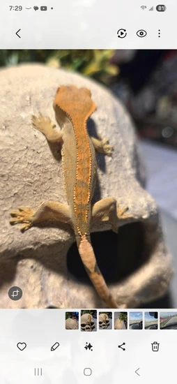 Low Expression Orange Harlequin Partial Pinstripe - Crested Gecko