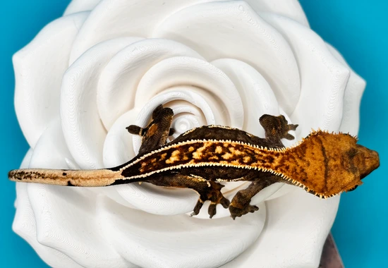 Dark Base Harlequin Tri W/White Walls *NPV* - Crested Gecko