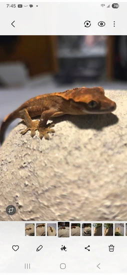 Harlequin - Crested Gecko