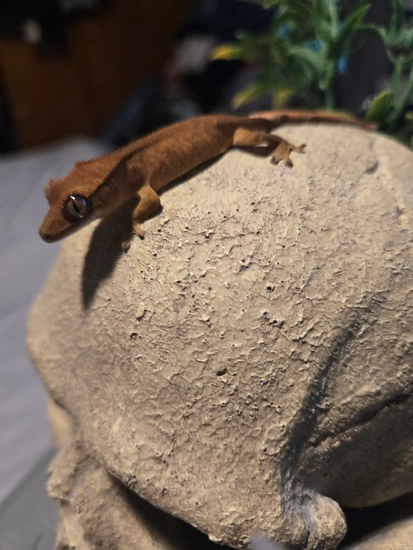 Flame - Crested Gecko