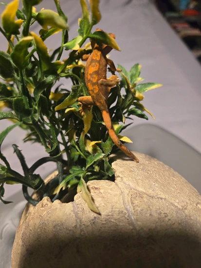 Orange Flame - Crested Gecko