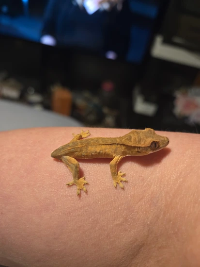 Tricolor Flame Yellow/Orange Pattern - Crested Gecko