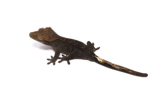 Dark Phantom Male - Crested Gecko