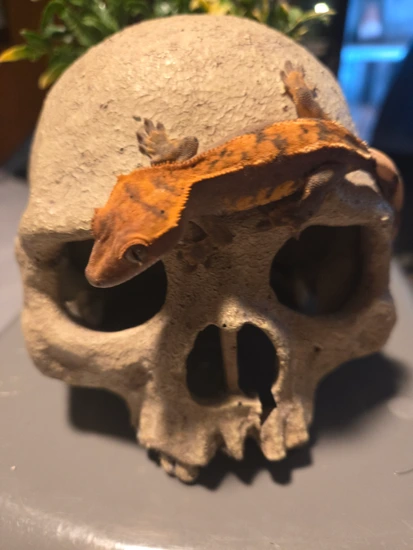 Orange Harlequin Partial Pinstripe - Crested Gecko