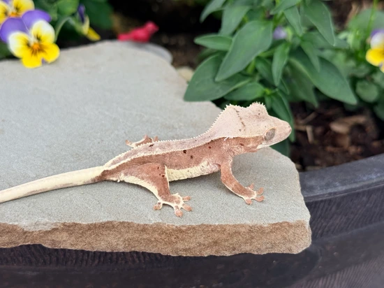 Red Phantom Red Spot Dalmation Lilly White - Crested Gecko