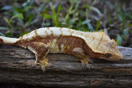 RTB Red Harlequin - Crested Gecko