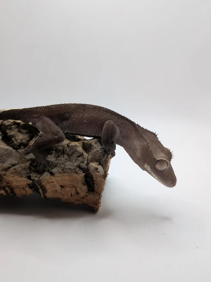 Visual Axanthic Male! - Crested Gecko