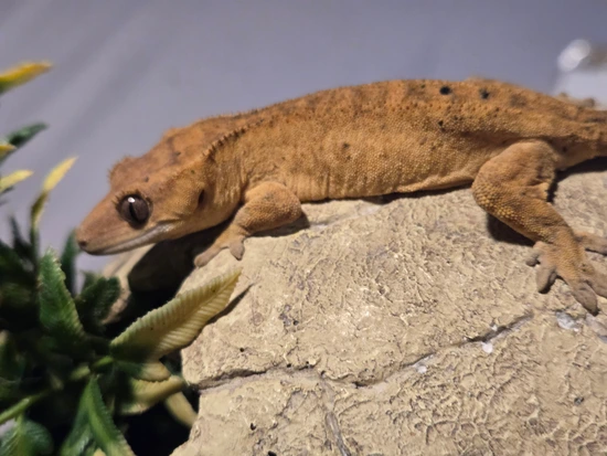 Yellow Harlequin Ink Spot Dalmatian - Crested Gecko